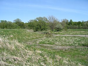 In 2008 after restoration looking back to the same tree as above. Photo by Staci Pomeroy.